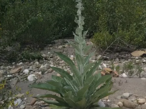 Mullein