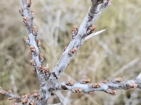 Sea buckthorn