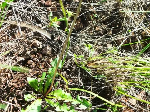 Taraxacum proximum
