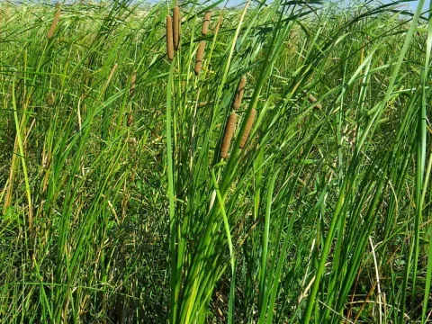 Рогіз каспійський