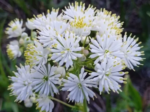Thalictrum uncinatum