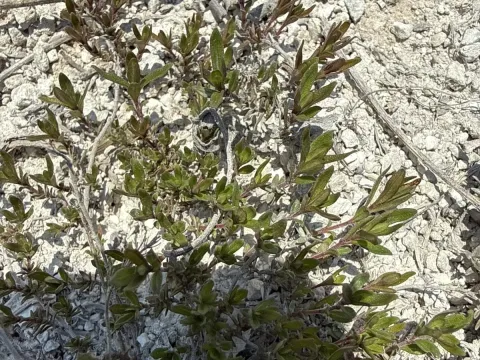 Thymus calcareus