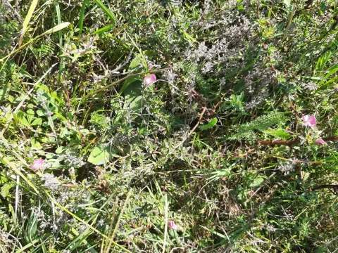Thymus kosteleckyanus