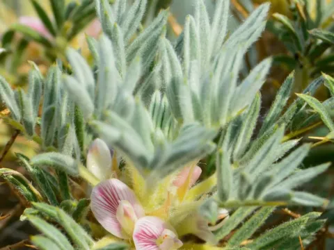 Spiny tragacanth