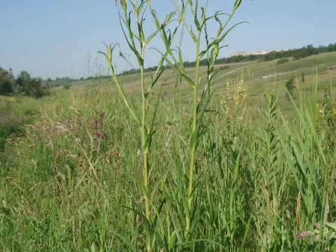 Tragopogon dasyrhynchus