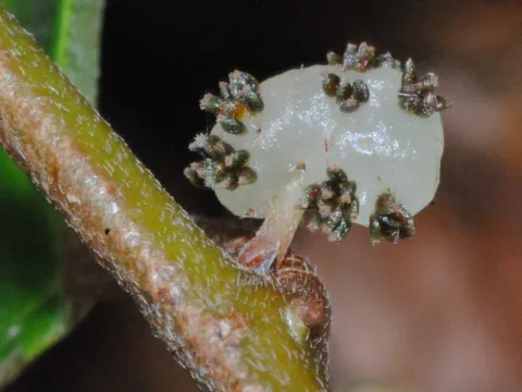 Gyrotaenia