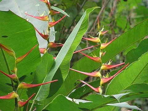 Heliconia