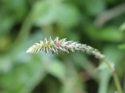 Achyranthes diandra