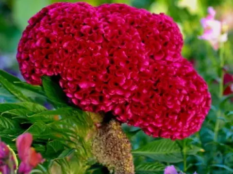 Celosia pulchella