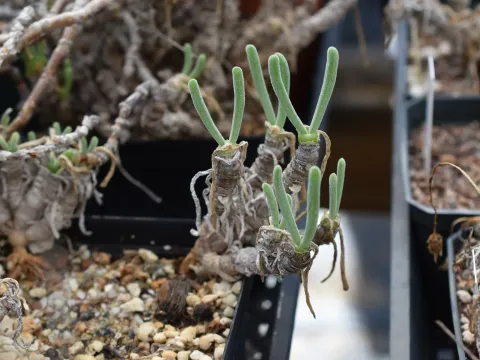 Monilaria
