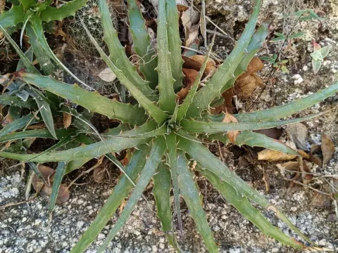 Hechtia
