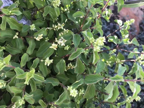 Psilotrichum scleranthum
