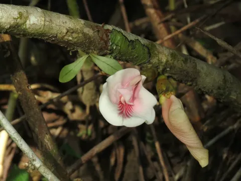 Clitoria javitensis