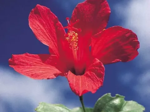 Lily-flowered hibiscus