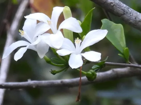 Turraea