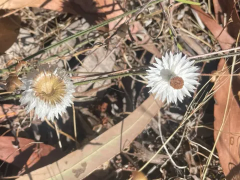 Helichrysum