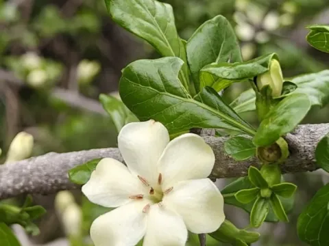 Катунарегам