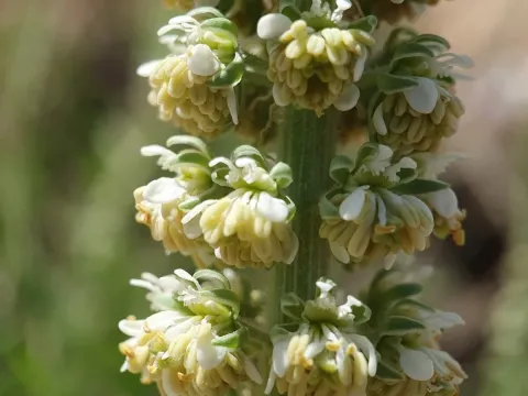 Reseda villosa