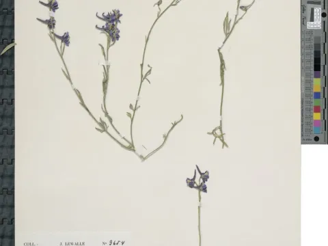 Delphinium balansae
