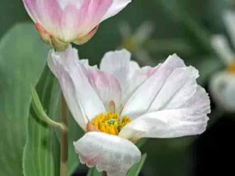 Ranunculus calandrinioides