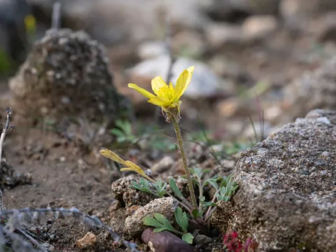 Ranunculus isthmicus
