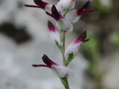 Fumaria macrosepala
