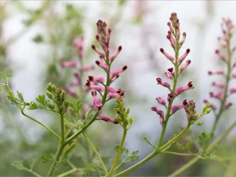 Mauritanian fumitory