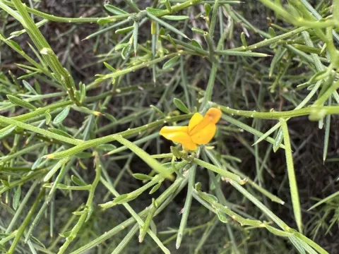 Genista tricuspidata