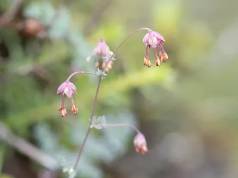 Thalictrum elegans