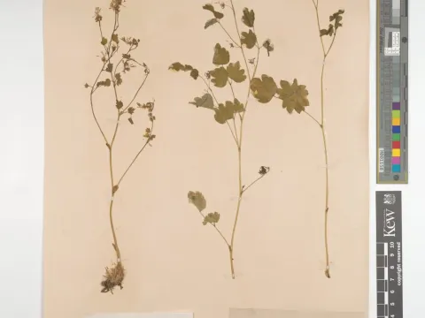 Meadow-rue