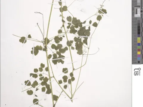 Thalictrum rostellatum