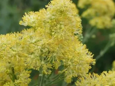 Thalictrum virgatum