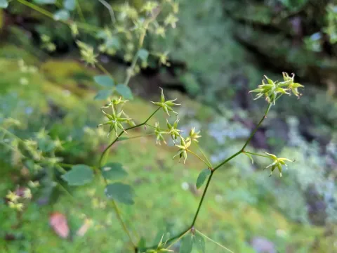Javan meadow-rue