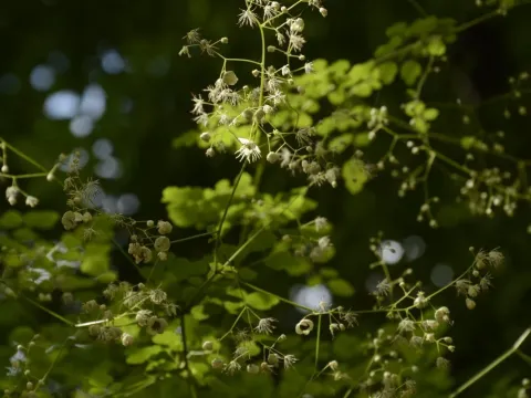 Leafy meadow-rue