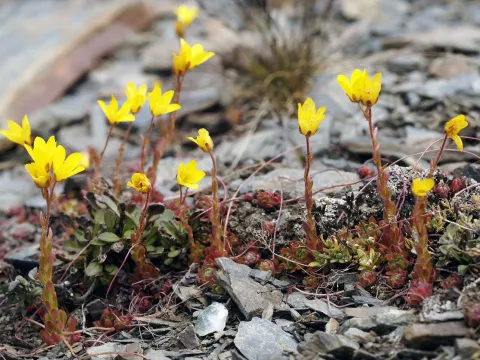 Ranunculus pulchellus