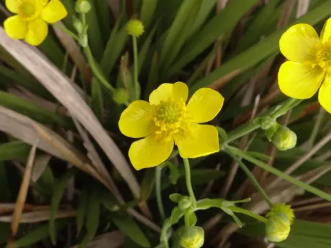 Arrow-leaved buttercup