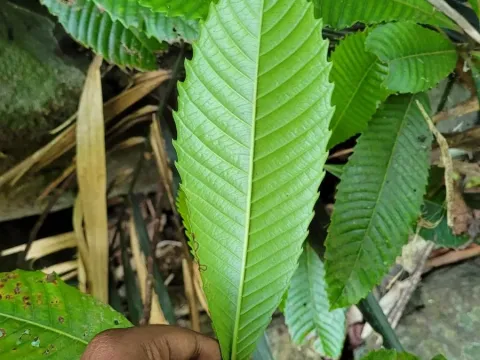 Dillenia bracteata
