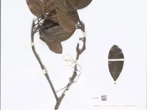 Illicium griffithii