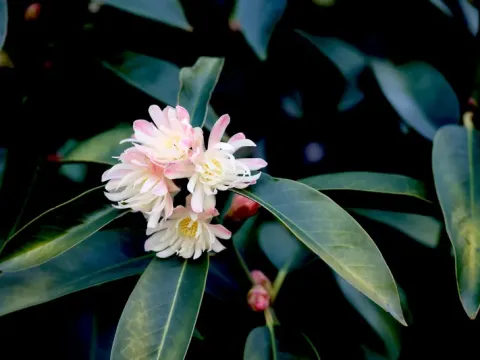 Large star anise