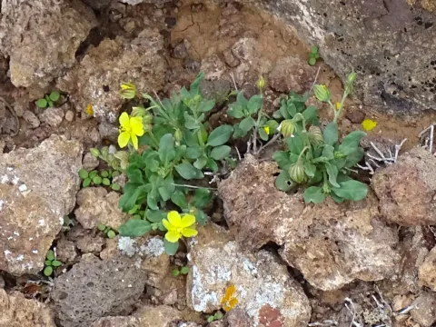 Sunrose