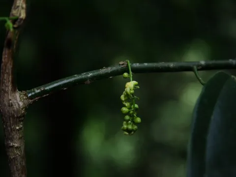Haematocarpus