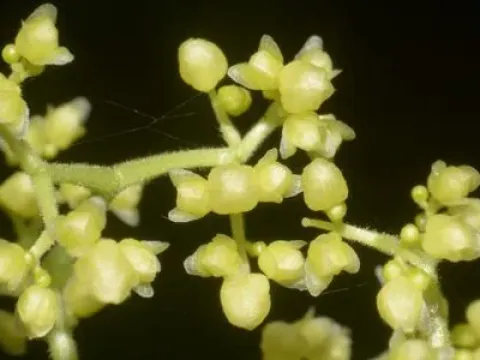 Parabaena
