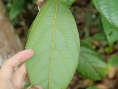 Limacia