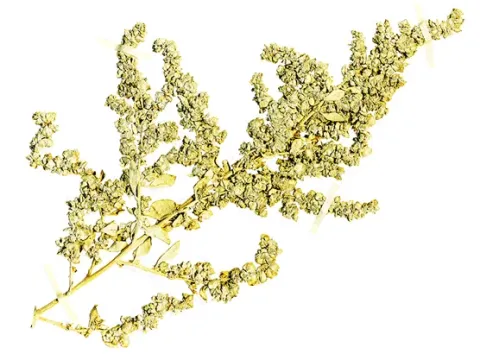 Malva saltbush