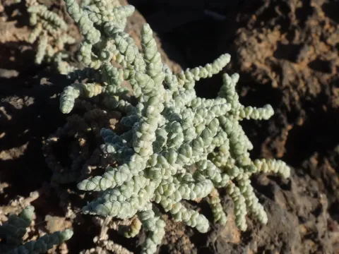 Salsola tetrandra