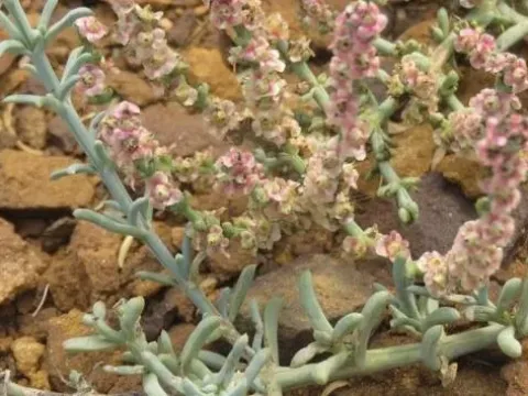 Salsola glomerata