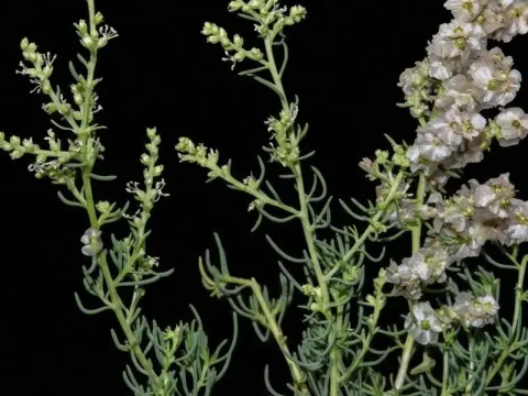 Salsola webbii