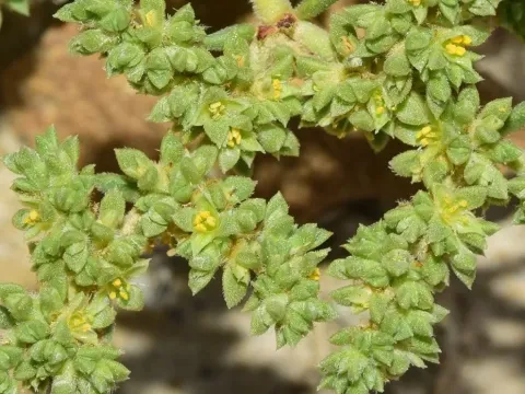 Herniaria fontanesii