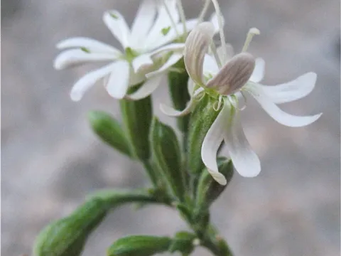 Silene velutinoides