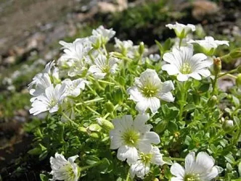 Atlantic mouse-ear